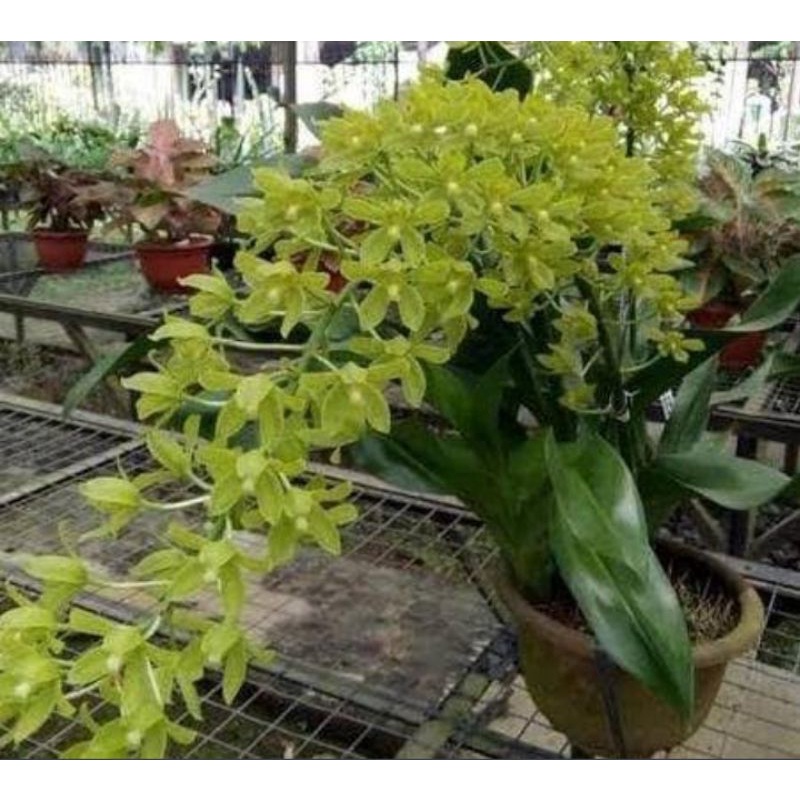 Anggrek Grammathophyllum Scriptum