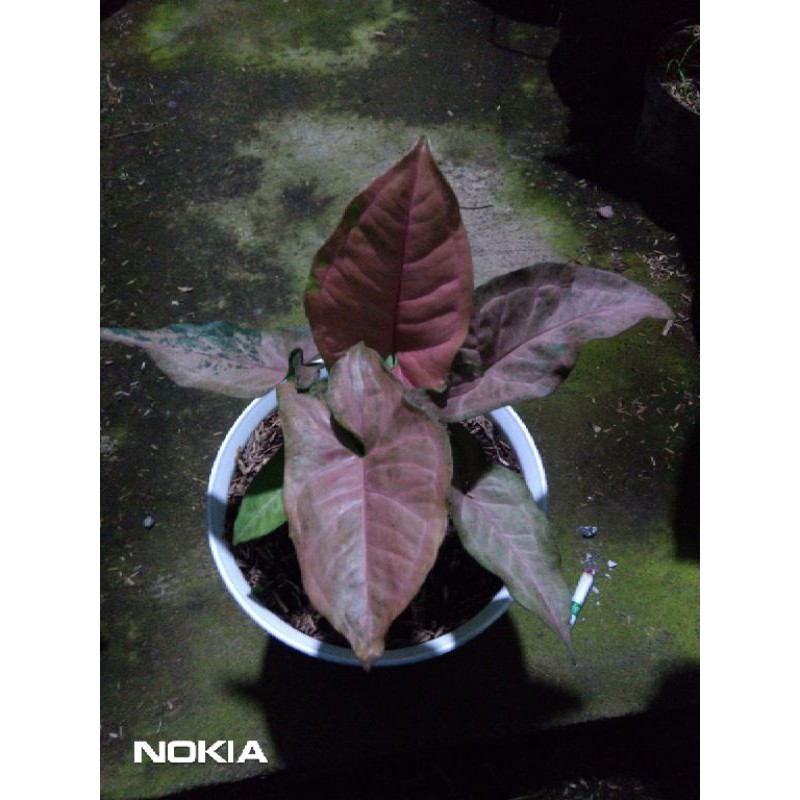 Singonium Pink Plaket
