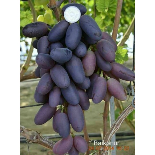Bibit Anggur import Baikonur