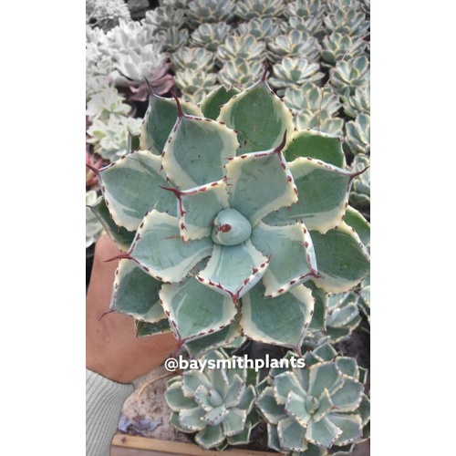 AGAVE POTATORUM/Pot10cm