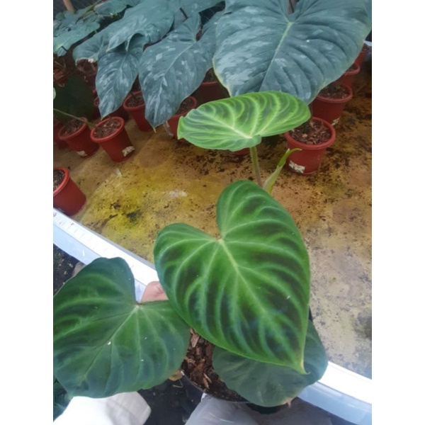 philodendron verrucosum