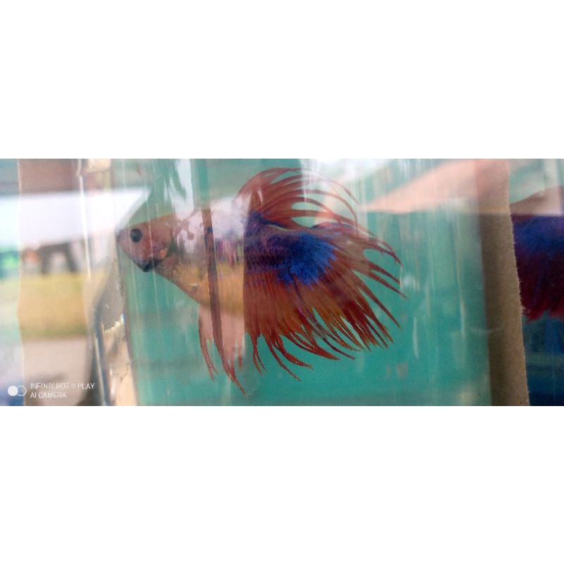 cupang serit crowtail murah.