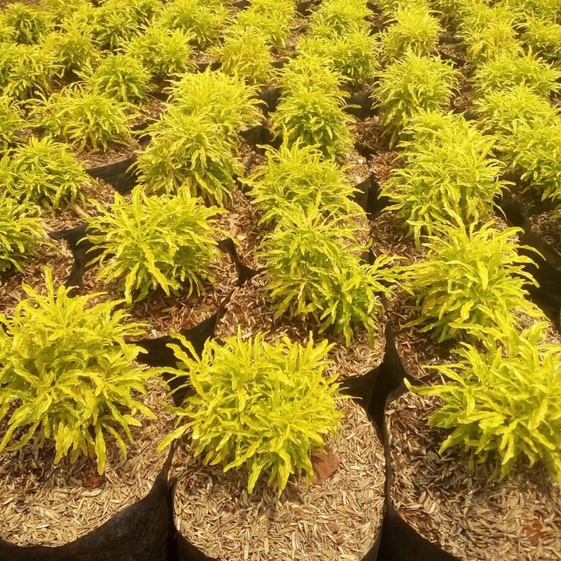 Tanaman broccoli kuning - brocoli