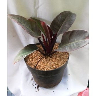 Tanaman Philodendron - Black Cardinal