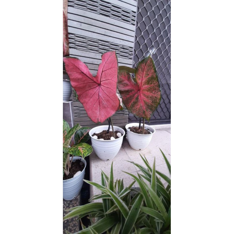 TANAMAN HIAS KELADI API