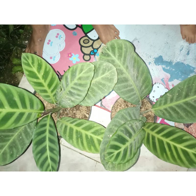 Taman hias
