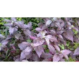 DAUN UNGU SEGAR