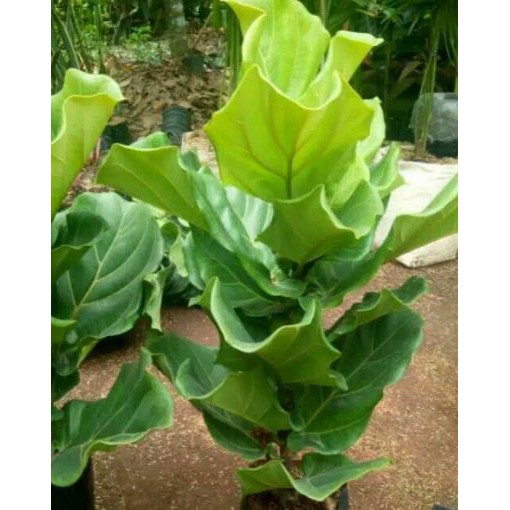 Pohon Biola cantik
