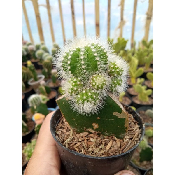 kaktus notto cluster + pot