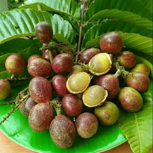 BIBIT TANAMAN MATOA