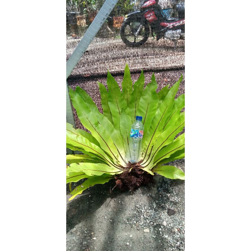 kadaka jumboo