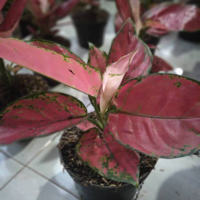 Aglonema red anjamani