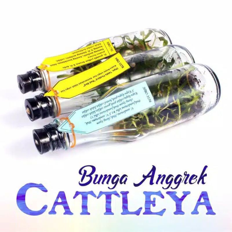 PROMO Bibit Bunga Anggrek Botol CATTLEYA