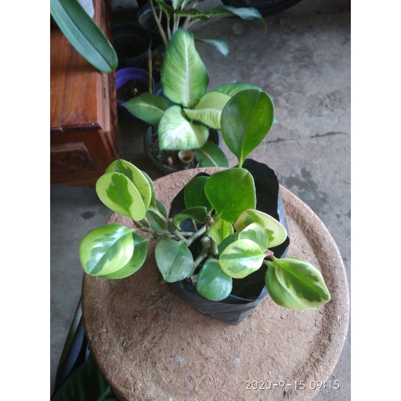 peperomia obtusifolia variegata