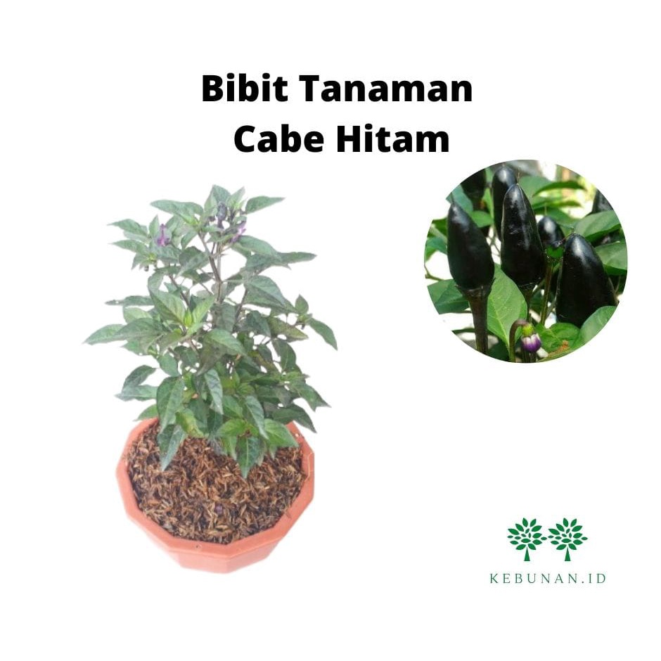Bibit Cabe Hitam Unik