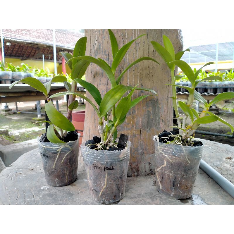 Paket dendro 100rb dapat 3pot