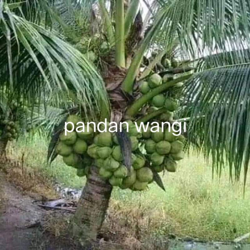 bibit pandan wangi