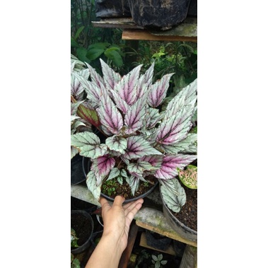 begonia bamboo / bambu