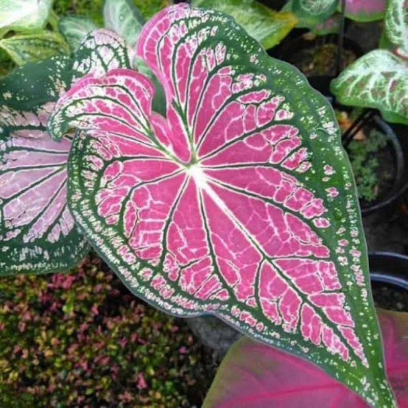 keladi wayang pink