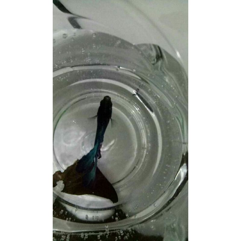 ikan cupang halfmon