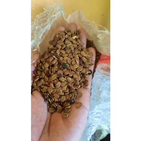 biji super pohon sonokeling
