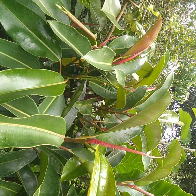 daun karet kebo