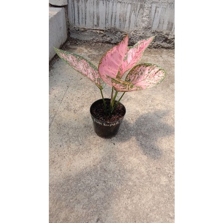 AGLONEMA RUBY SUPER PINK
