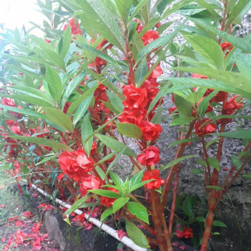 benih bunga pacar tumpuk merah