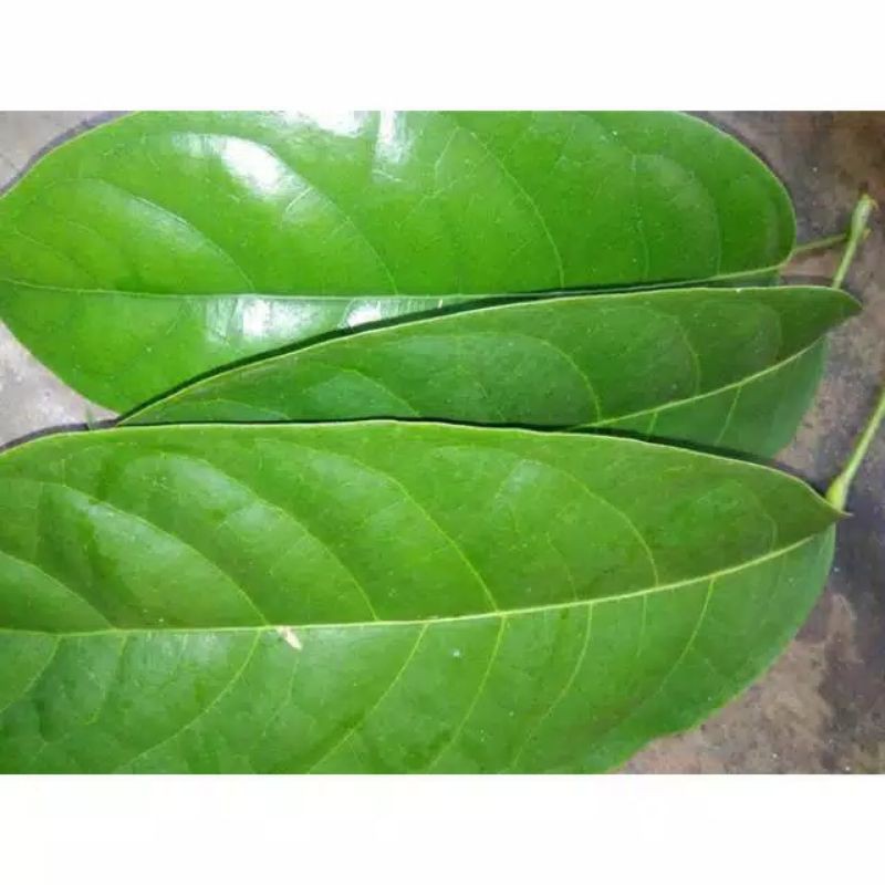daun hantap/antap 200 grm
