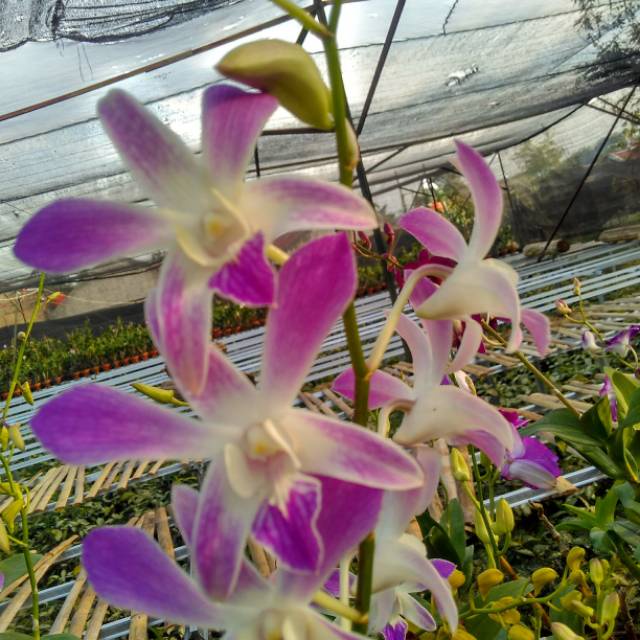 dendrobium frd po