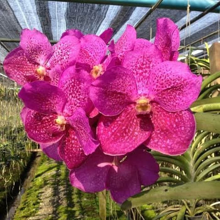 Anggrek Vanda Pat Delight