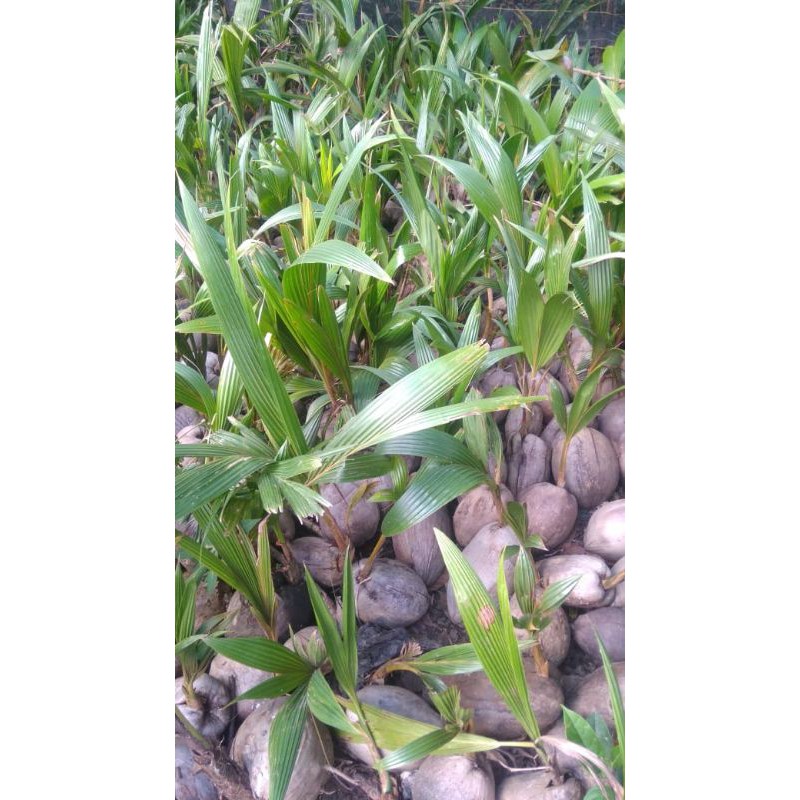 Bibit Kelapa Hibrida Murah