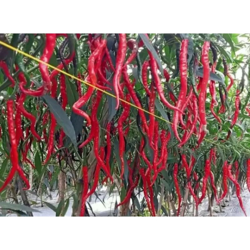 cabe merah keriting 1.kilo