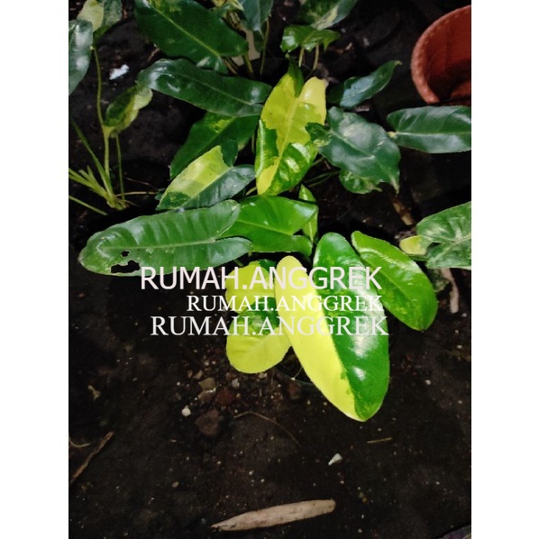 PHILO BURLEMAX VARIGATA Murah