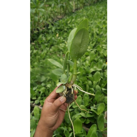 10 Sedling Dendrobium Bunga Melintir Hasil Silangan