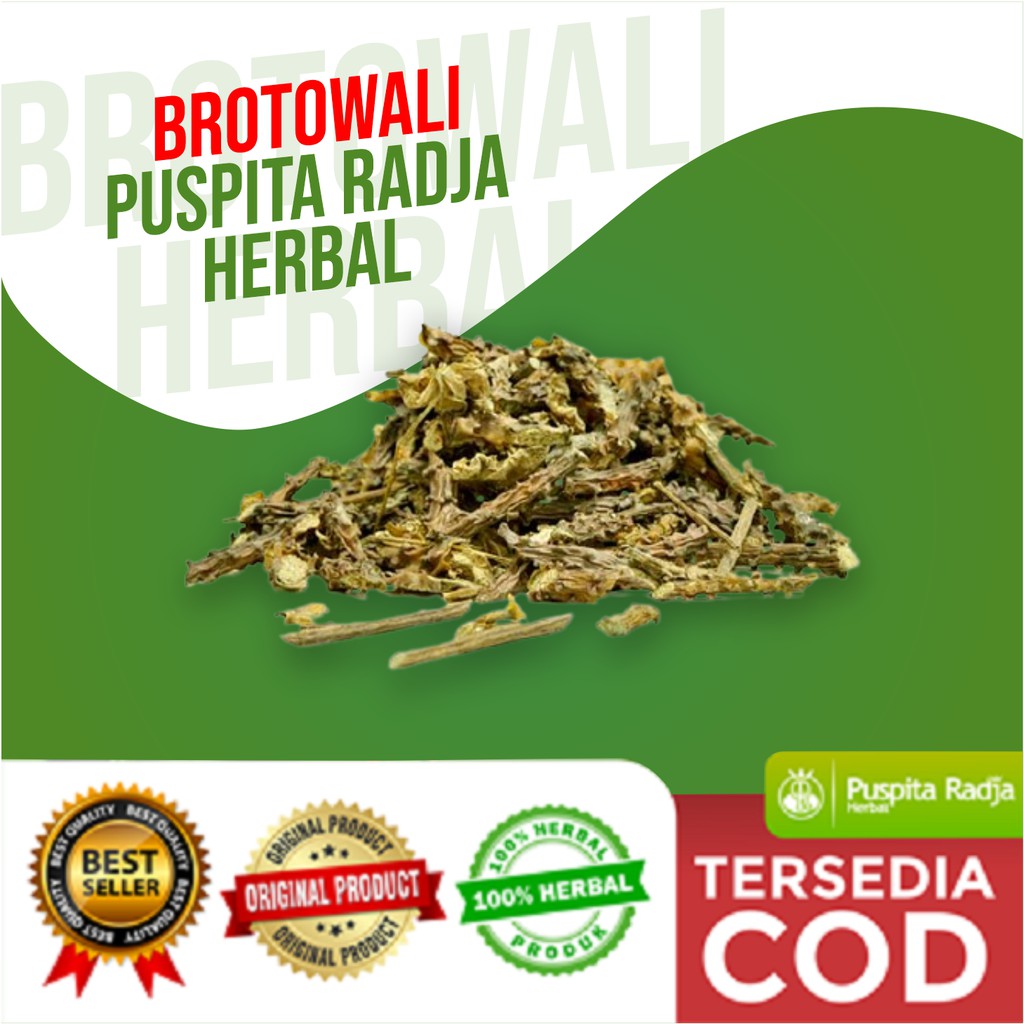 Brotowali Kering