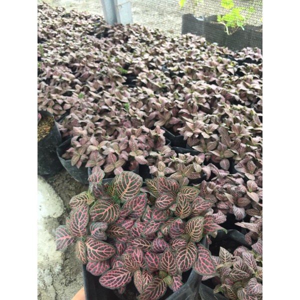 Fittonia
