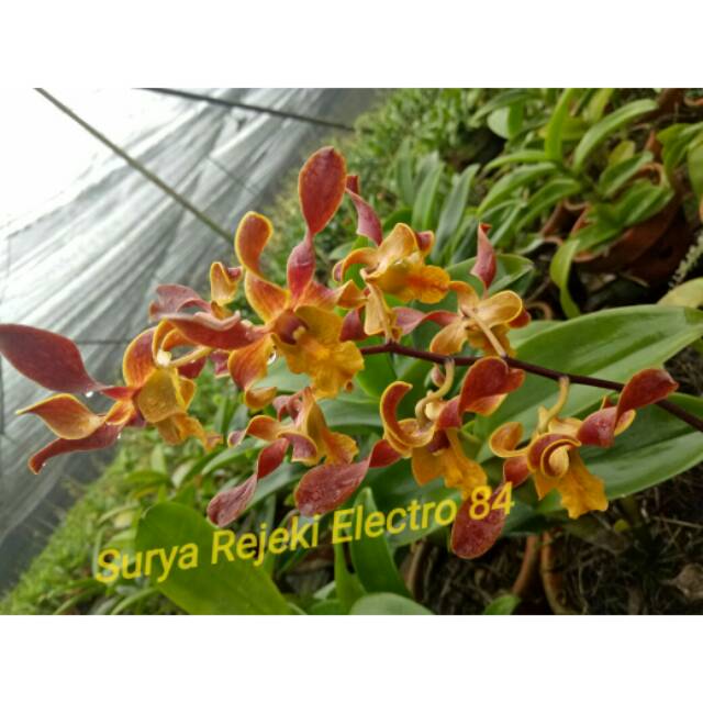 Anggrek Dendrobium Horn #15