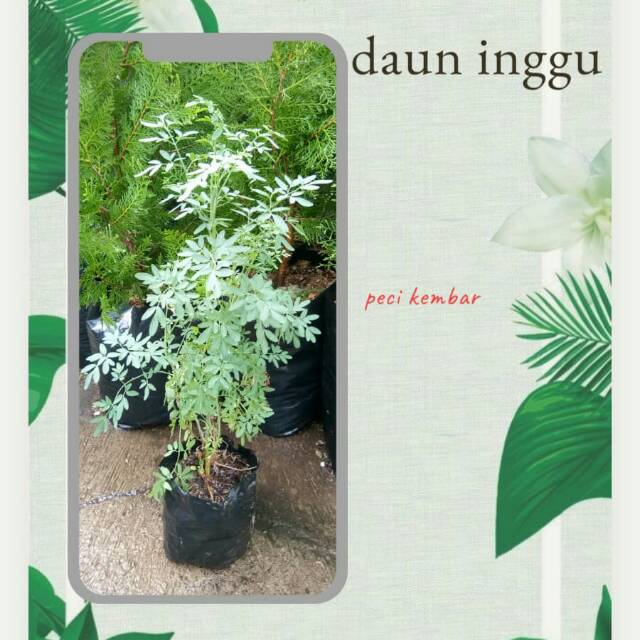Tanaman inggu