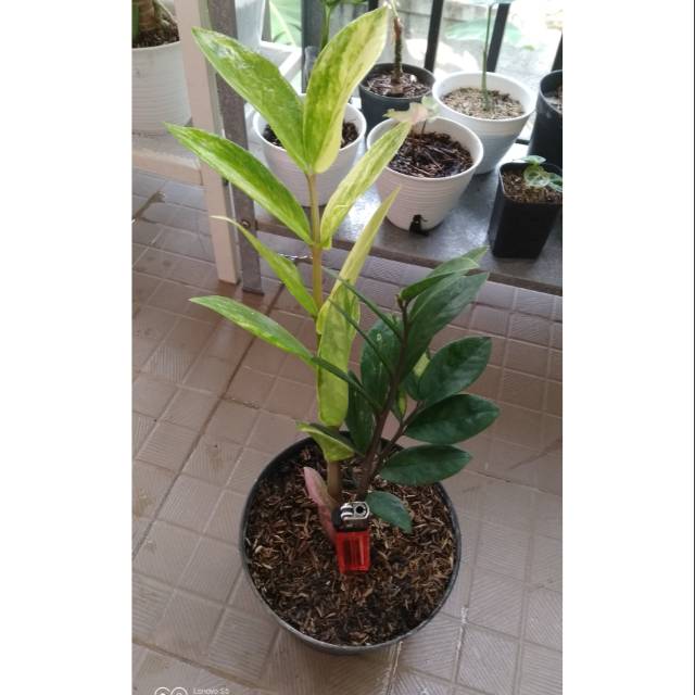 ZZ Variegata