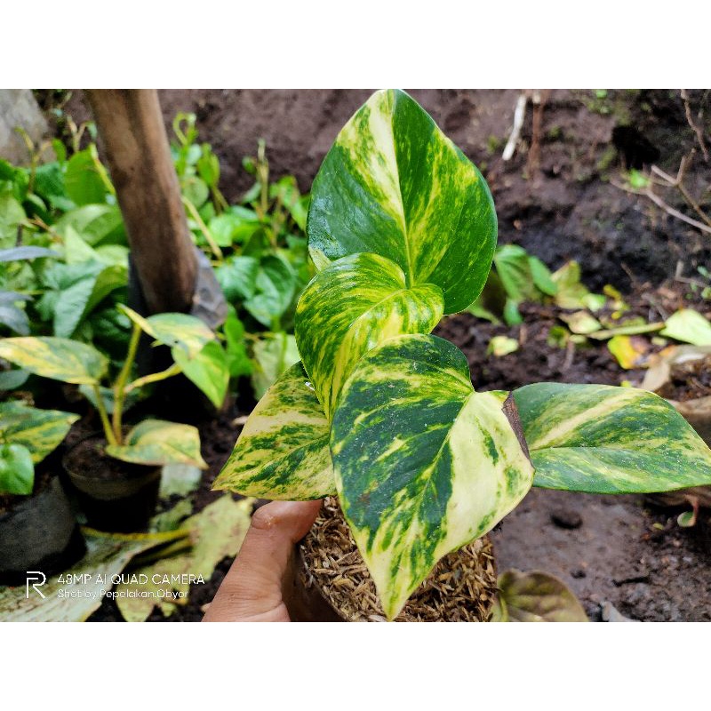 Epipremnum Aureum Variegata kuning
