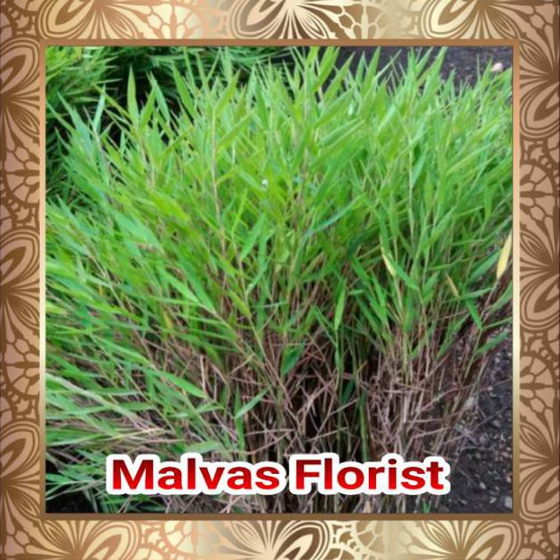 Tanaman Hias - Bibit Bunga Bambu Prima Restock*