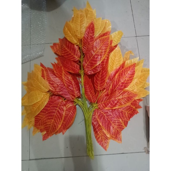 Daun mangga orange kw 1