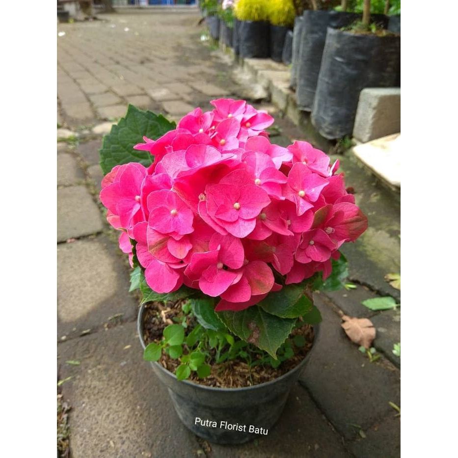 Bibit Tanaman Hydrangea Pink Belum Berbunga