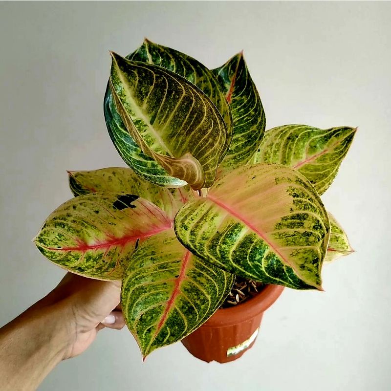 Aglonema Monlight Remaja Daun Rosert