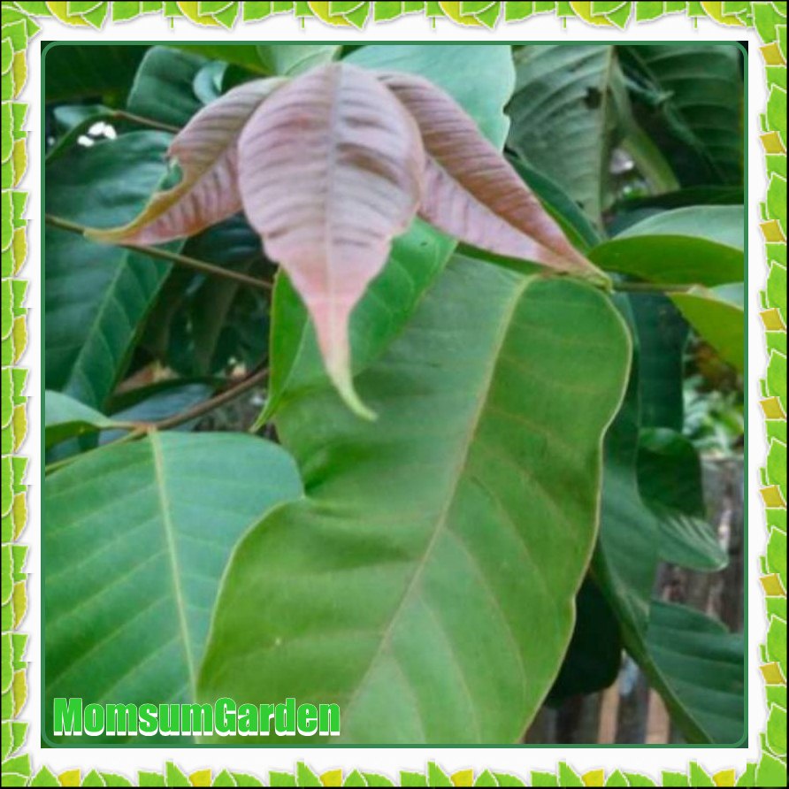 100gr Daun Kecapi Segar