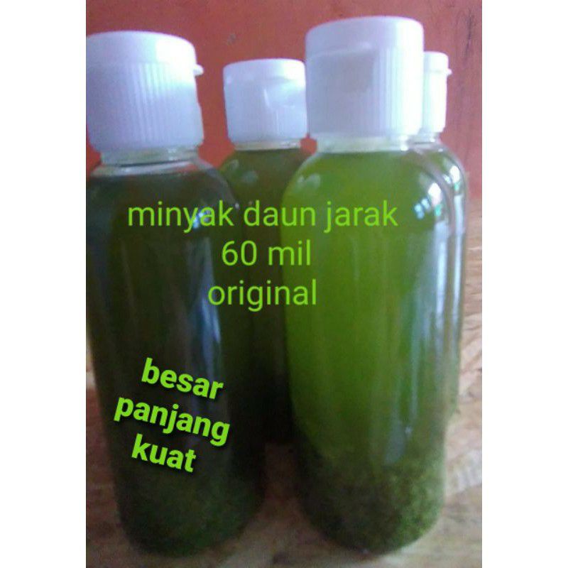 minyak daun jarak original