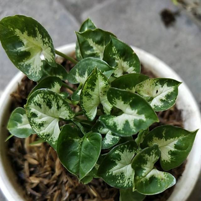 Singonium mini 4 kg