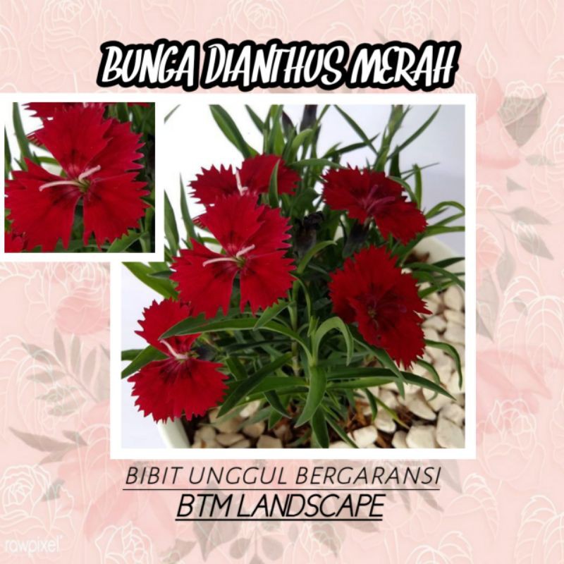 BUNGA DIANTUS MERAH