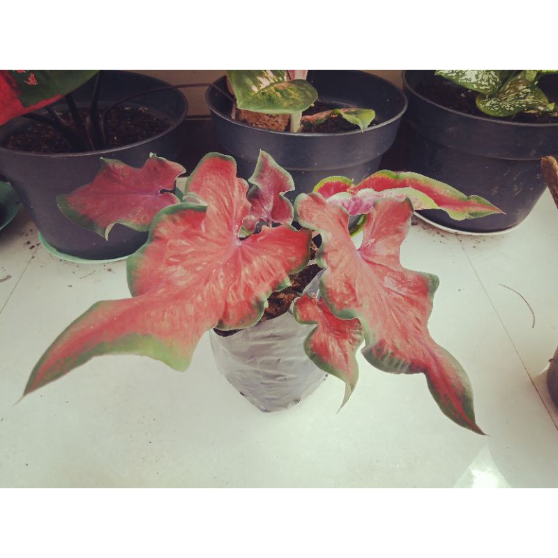 Keladi Red Butterfly